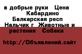 в добрые руки › Цена ­ 1 - Кабардино-Балкарская респ., Нальчик г. Животные и растения » Собаки   